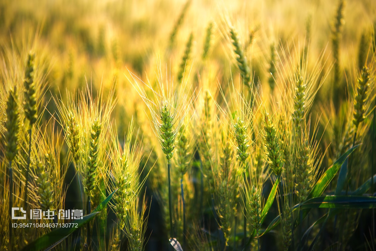 夏日暮色中的麥田林帶