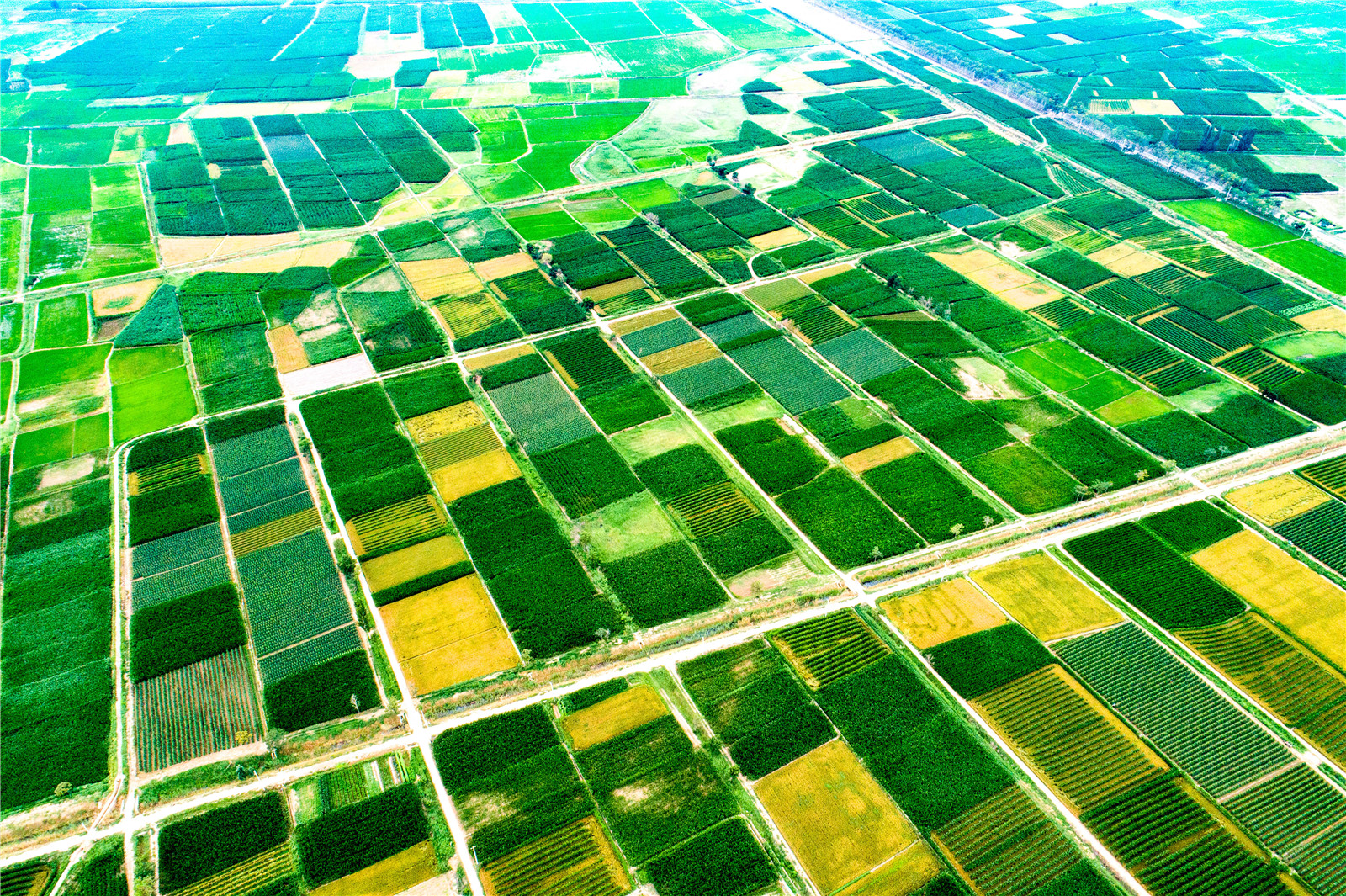 黃河兩岸是我家 四十里店，希望的田野